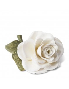 Rosa de Porcelana - Crema