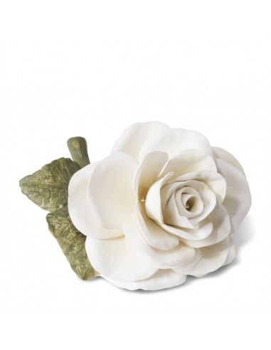 Rosa de Porcelana - Crema