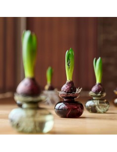 Florero Inu - Plum 2